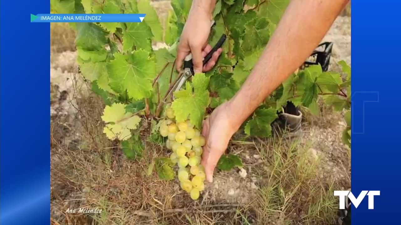 Imagen de La vendimia en La Mata es de las más tempranas de Europa