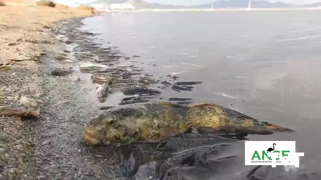 Imagen de Recogida de firmas en Torrevieja para salvar el Mar Menor