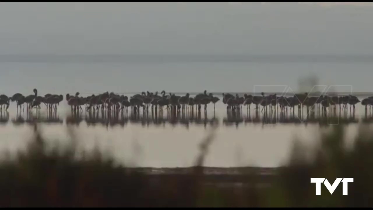 Imagen de  Flamencos en las lagunas y delfines en la playa...naturaleza en estado puro