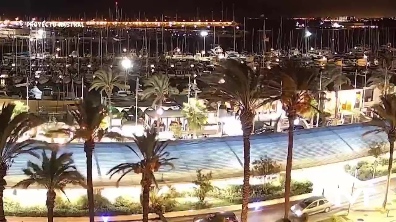 Imagen de Las fuertes rachas de viento provocan la caída de una palmera en el Paseo Vista Alegre