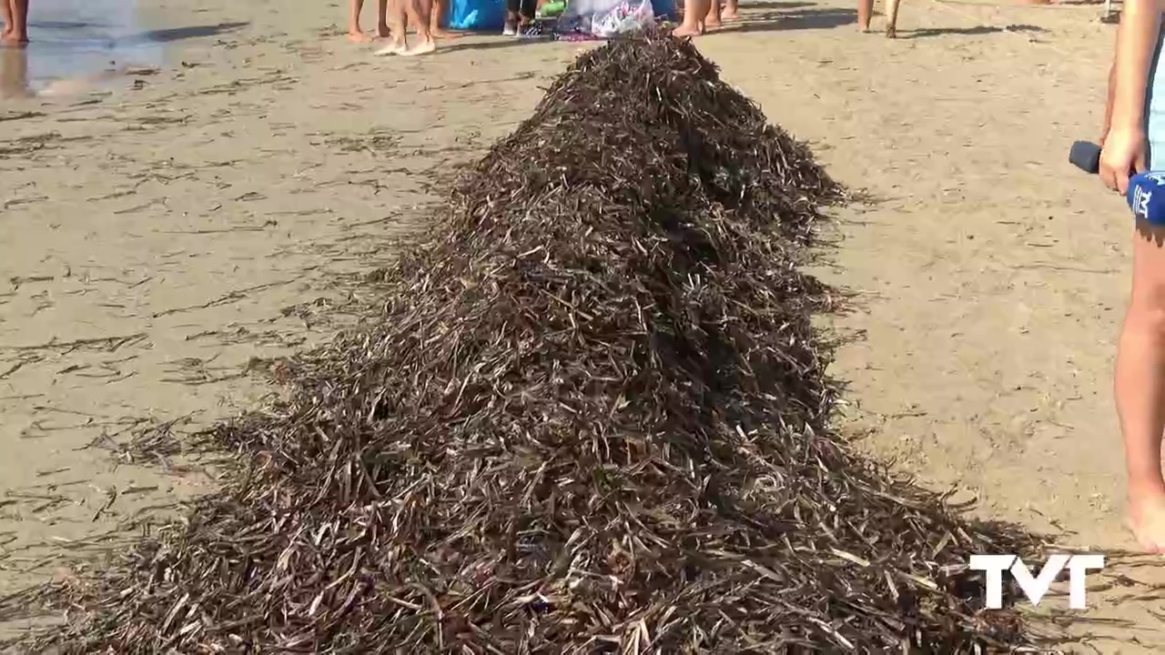 Imagen de El concejal de playas espera flexibilidad por parte de GV ante la restricción de retirada de algas