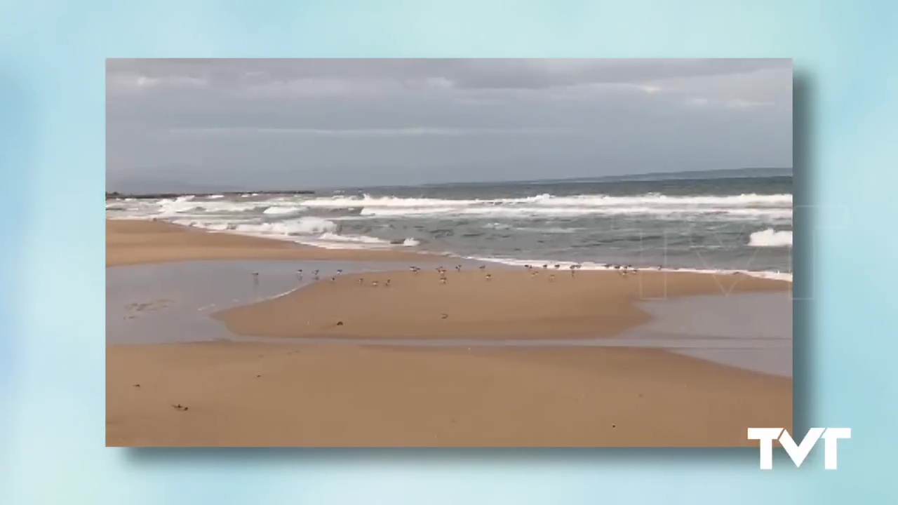 Imagen de Curiosas imágenes de Correlimos y chorlitejos en la playa de La Mata