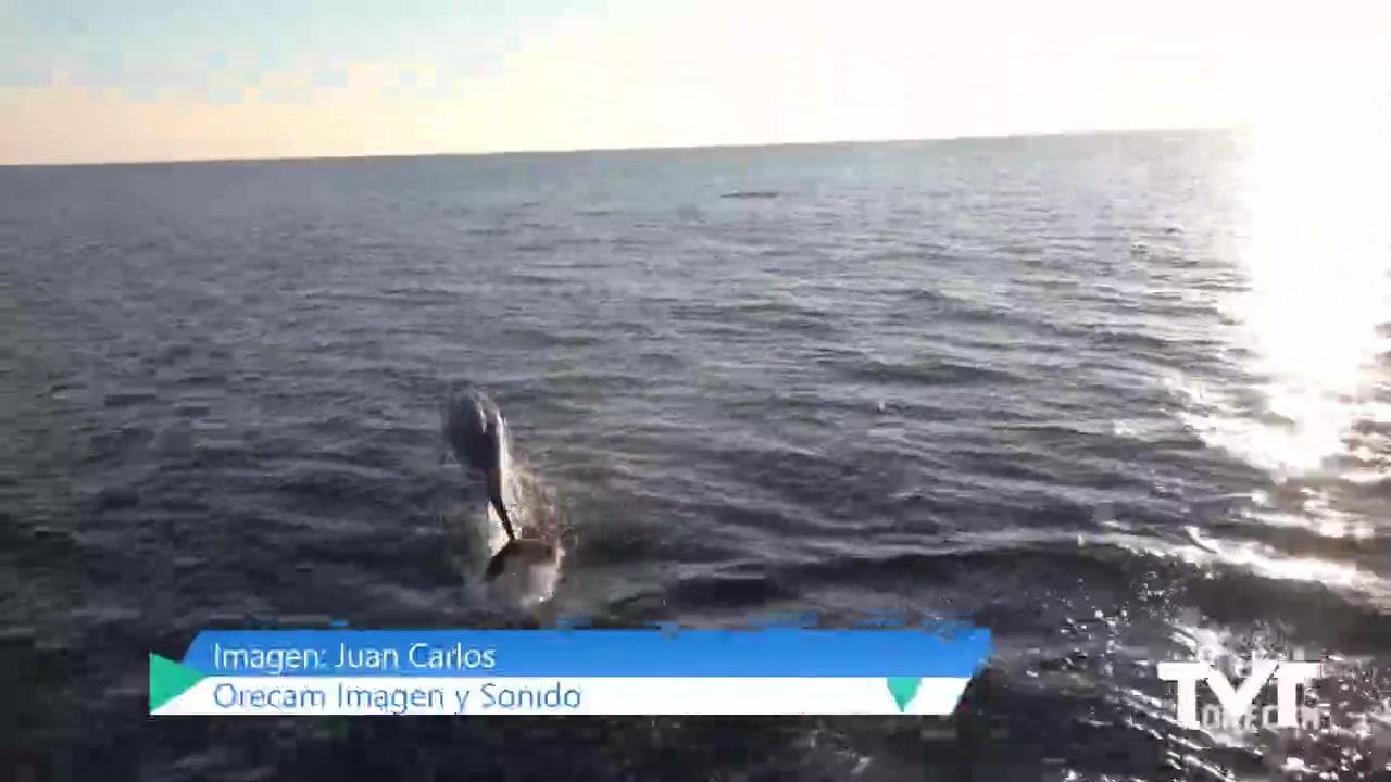 Imagen de Pura naturaleza, pura vida, así se nos muestra la vida animal en Torrevieja