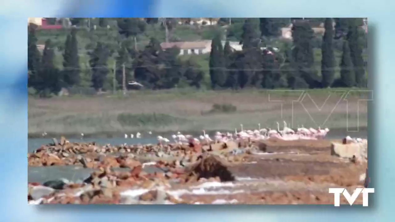 Imagen de Vuelven a criar los flamencos en la Laguna de Torrevieja