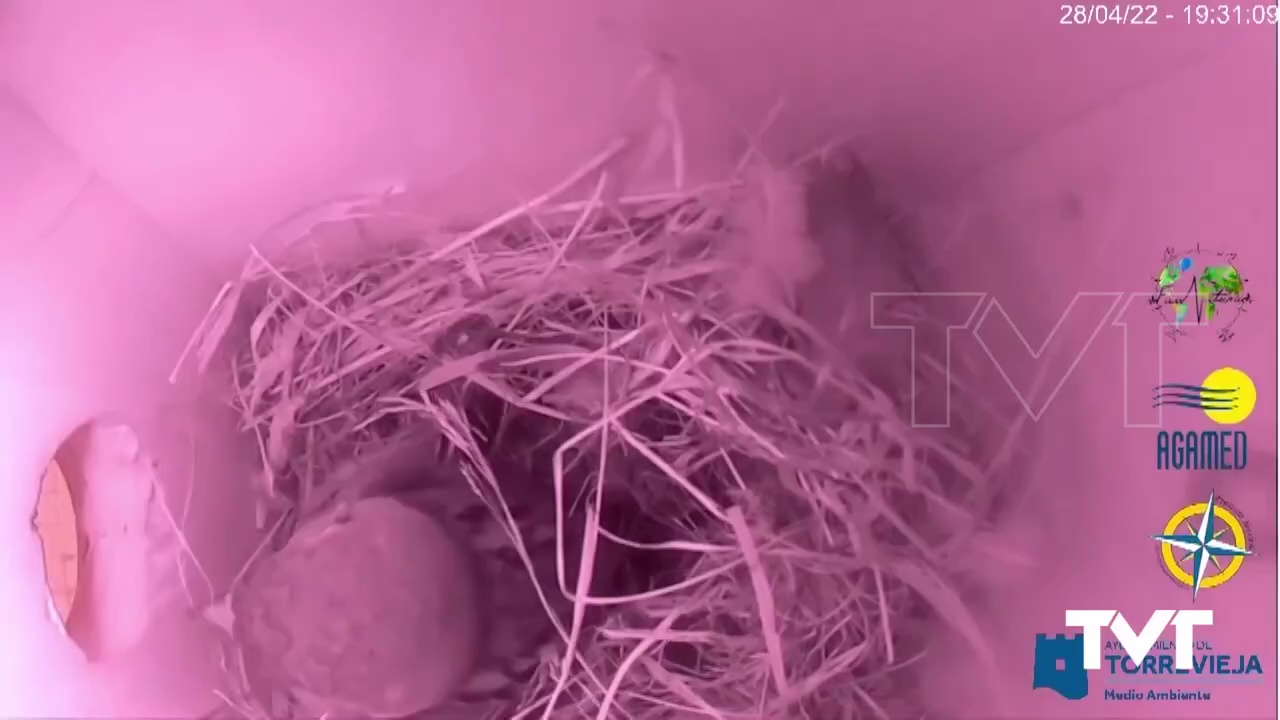 Imagen de Los gorriones comienzan a ocupar las cajas nido de AFA