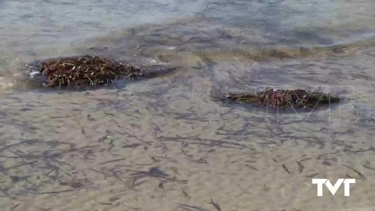 Imagen de Torrevieja, sede del servicio de vigilancia marina de protección de praderas de posidonia