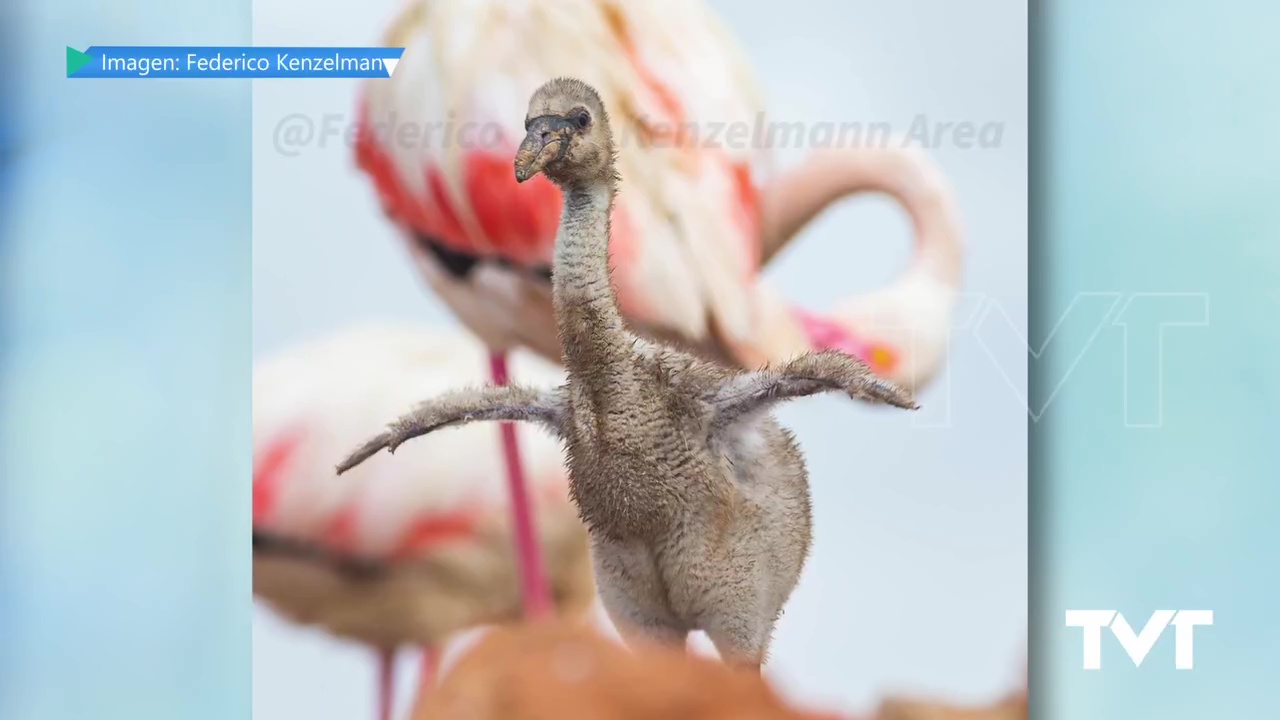 Imagen de Nacen los primeros pollos de flamenco tras la última reproducción en la Laguna