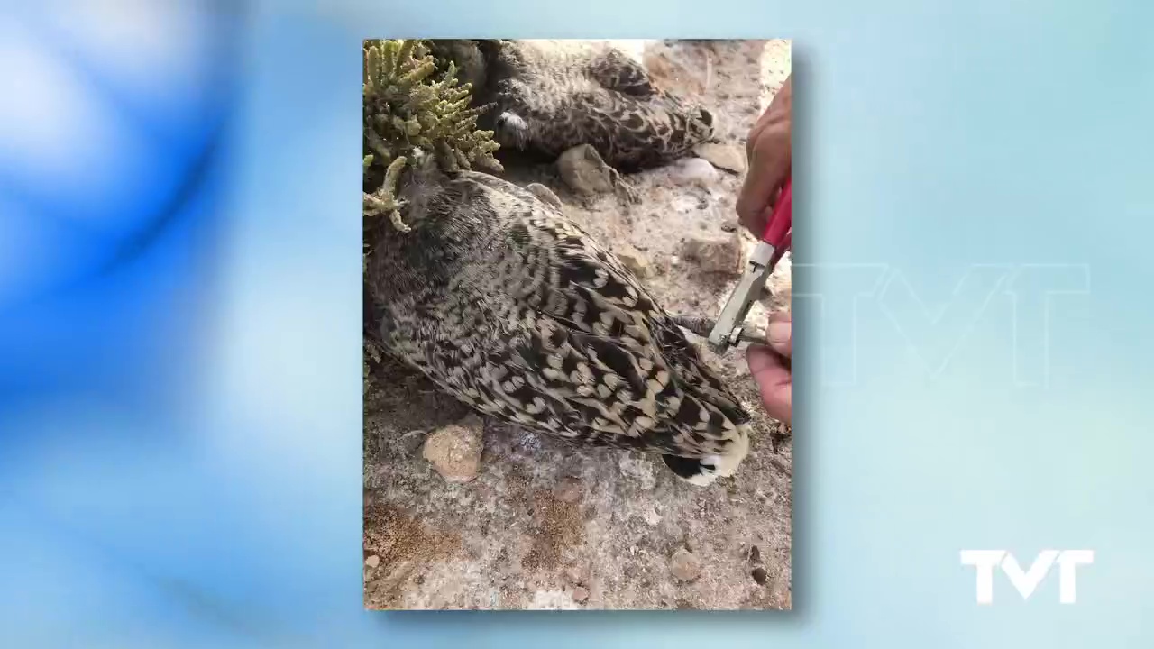 Imagen de 196 pollos de Gaviota Audouin han sido hoy anillados en el entorno de las Salinas