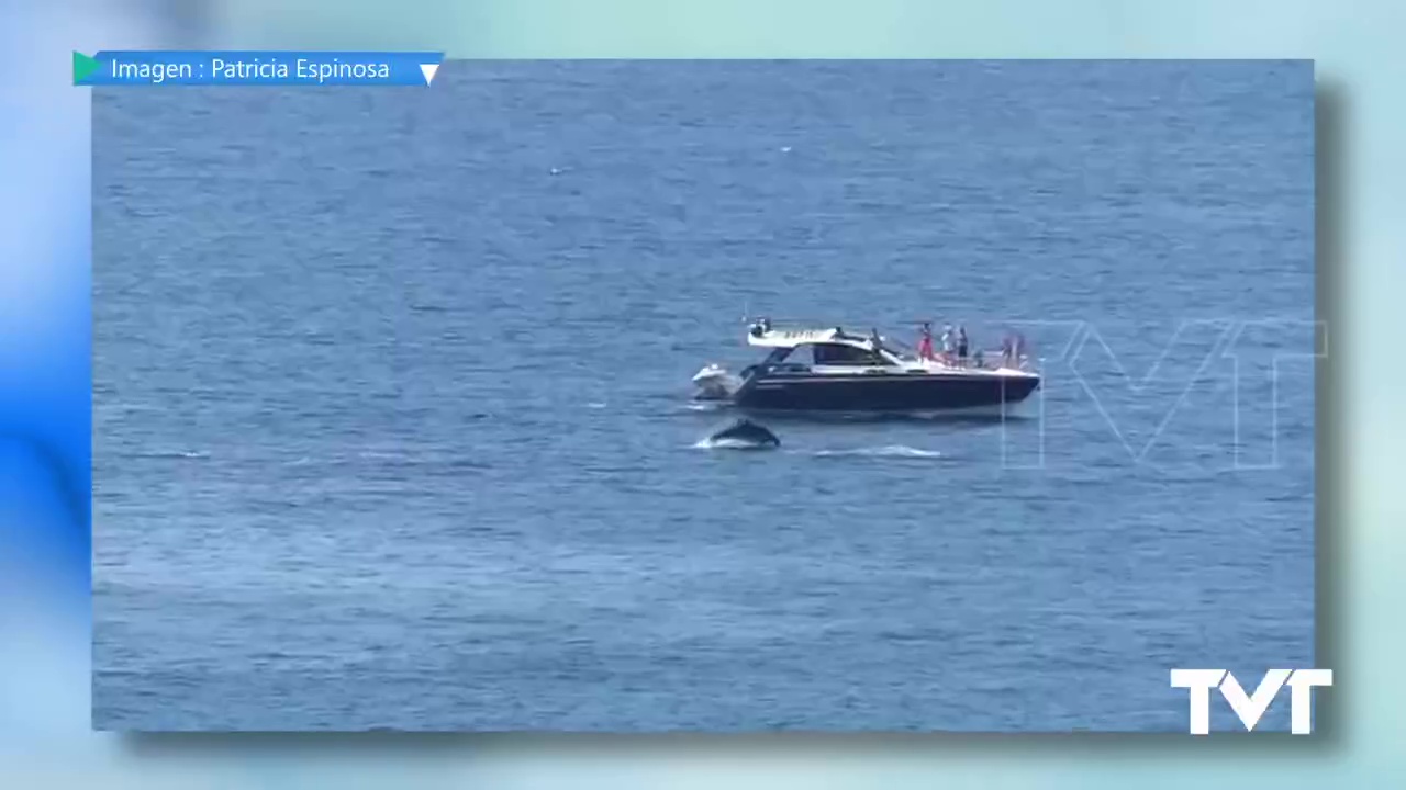 Imagen de Un grupo de delfines mulares pasean muy cerca de la orilla en la costa torrevejense