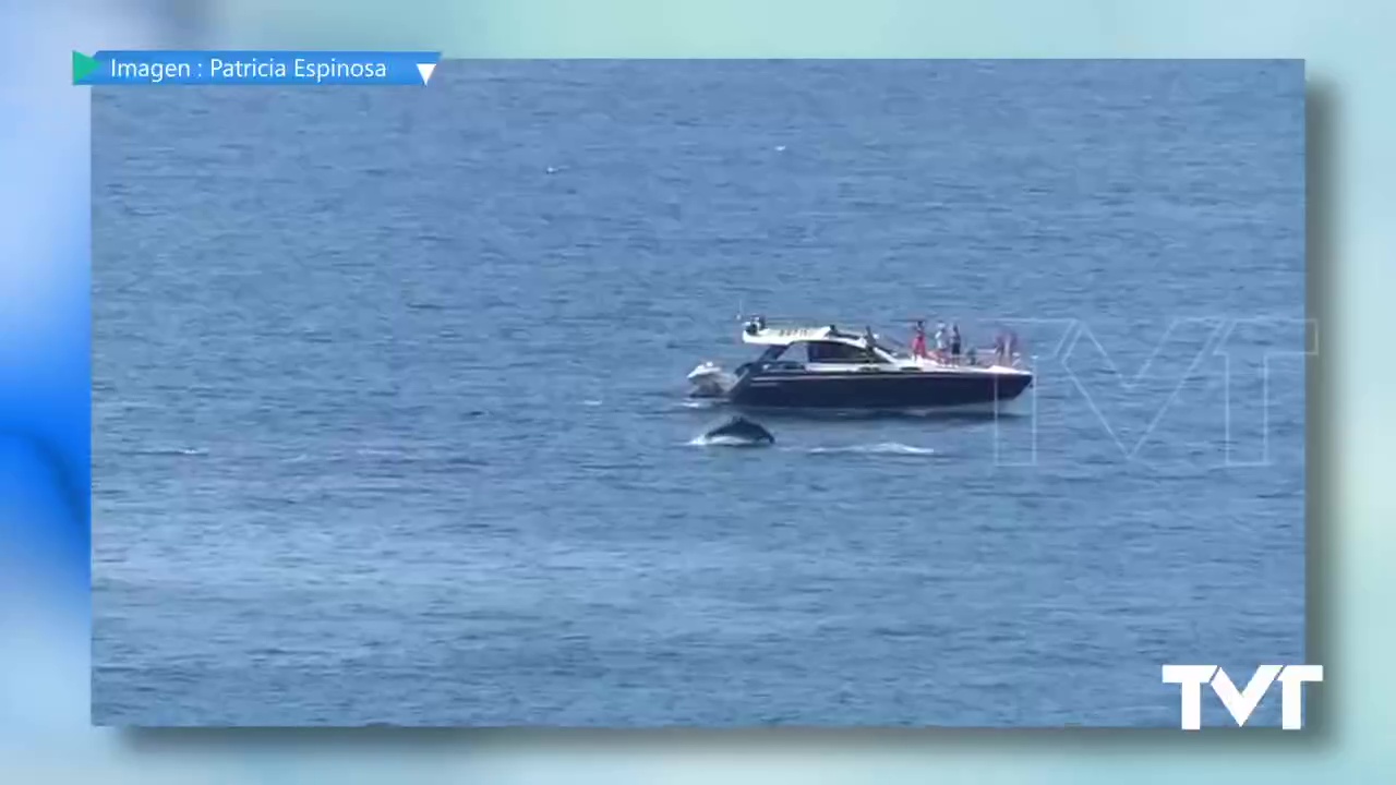 Imagen de Un grupo de delfines mulares pasean muy cerca de la orilla en la costa torrevejense