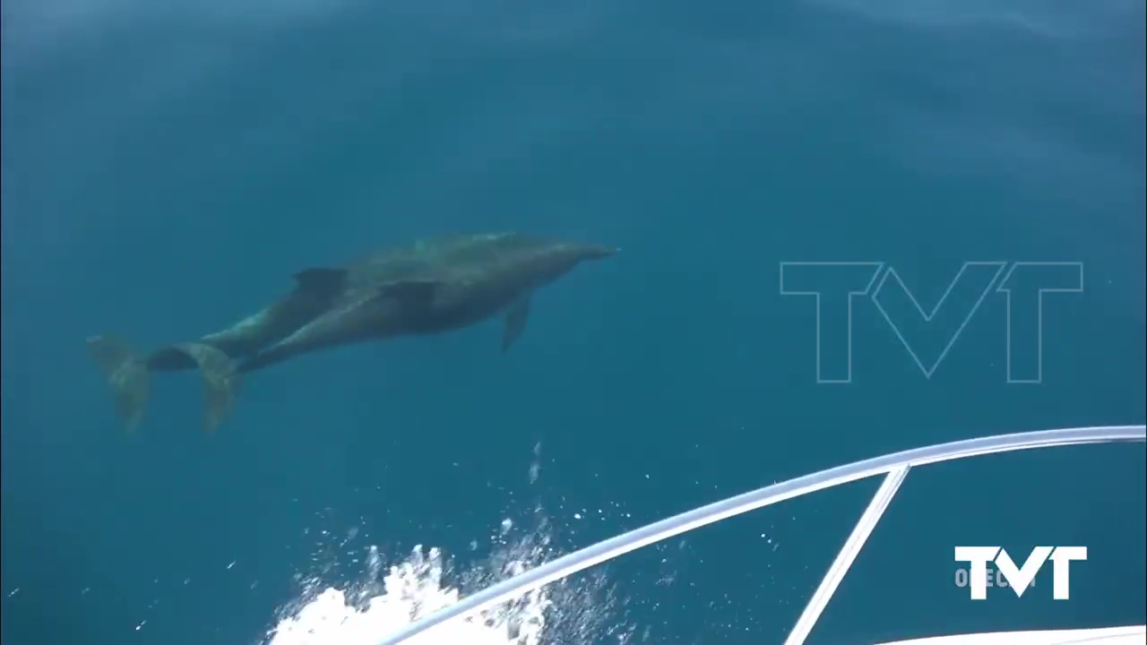 Imagen de Nuevo grupo de delfines en la costa torrevejense