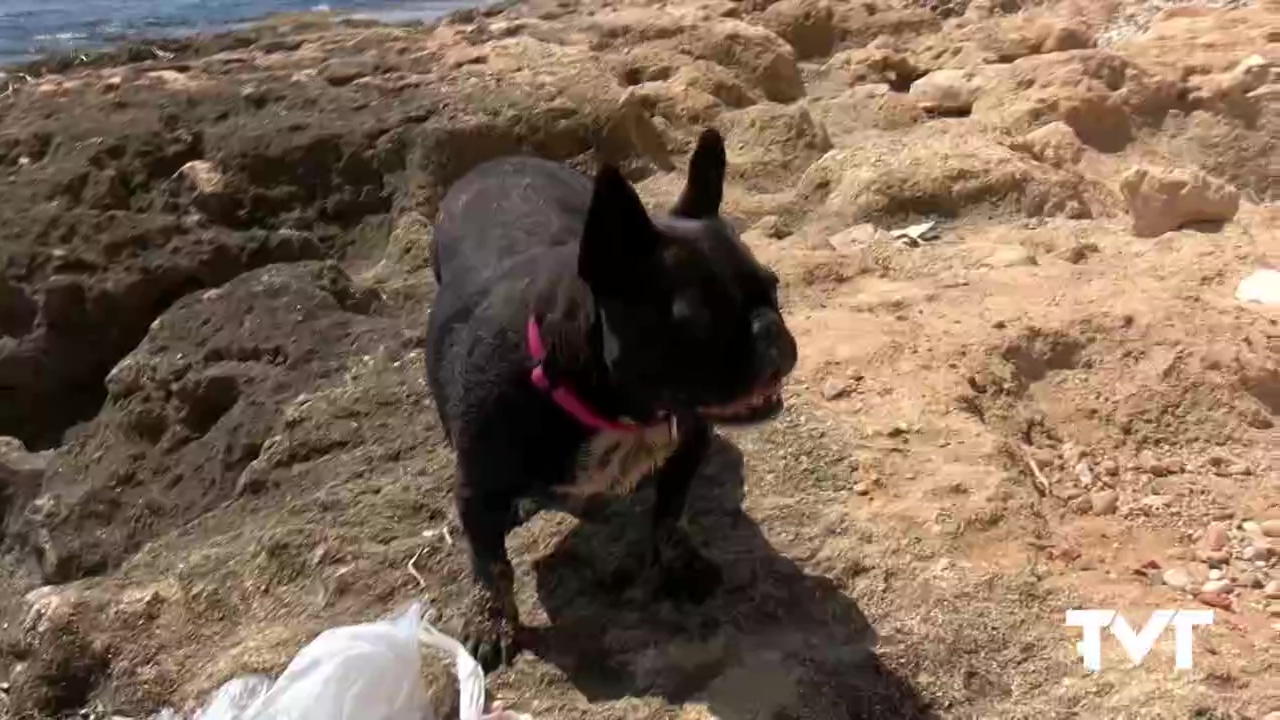 Imagen de Una nueva ley que trae novedades para evitar el maltrato y el abandono de animales