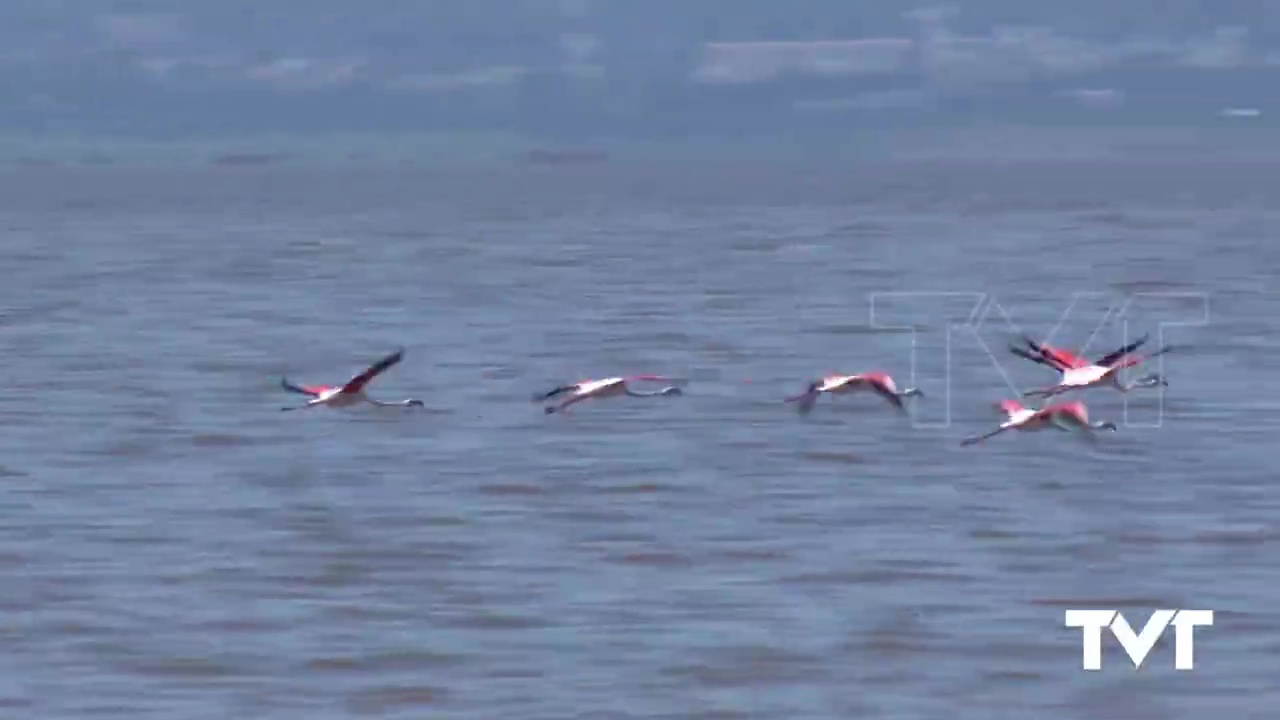 Imagen de Se pide precaución en las carreteras del Parque Natural ante el vuelo de flamencos