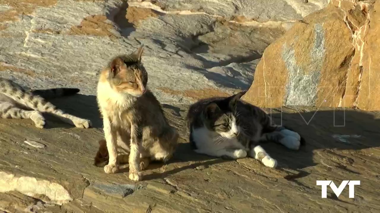 Imagen de Protección animal instalará 28 refugios para las colonias felinas callejeras