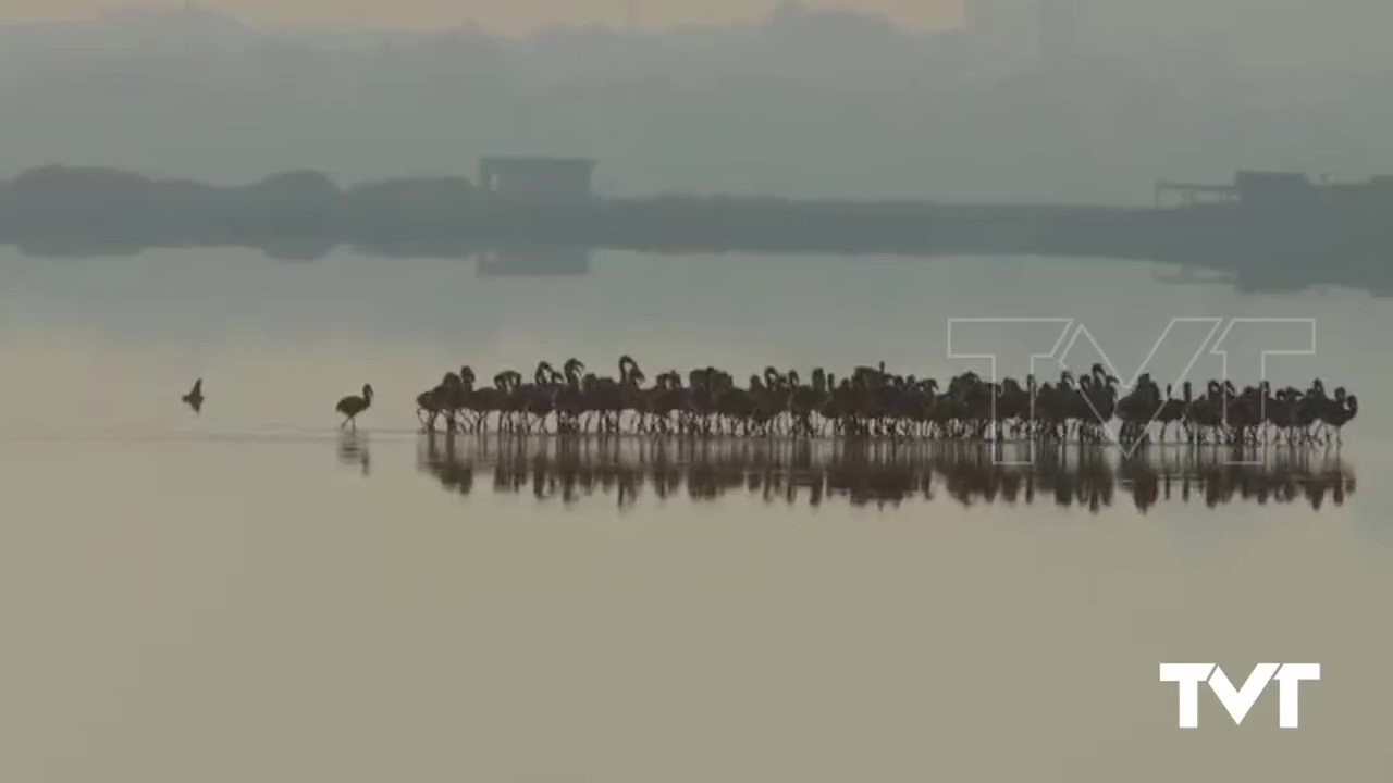 Imagen de AHSA achaca a las infraestructuras la mortalidad de los flamencos más jóvenes