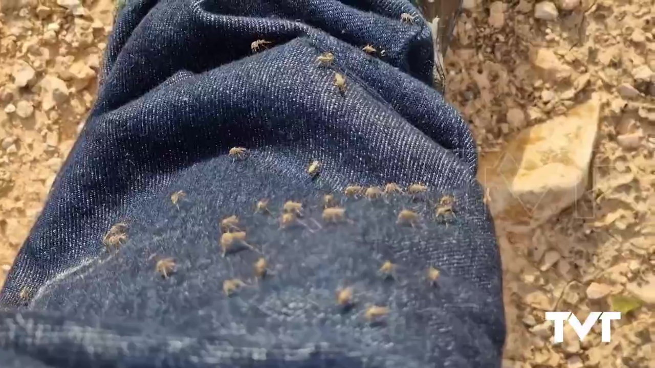 Imagen de Torrevieja invadida por los mosquitos....otra vez