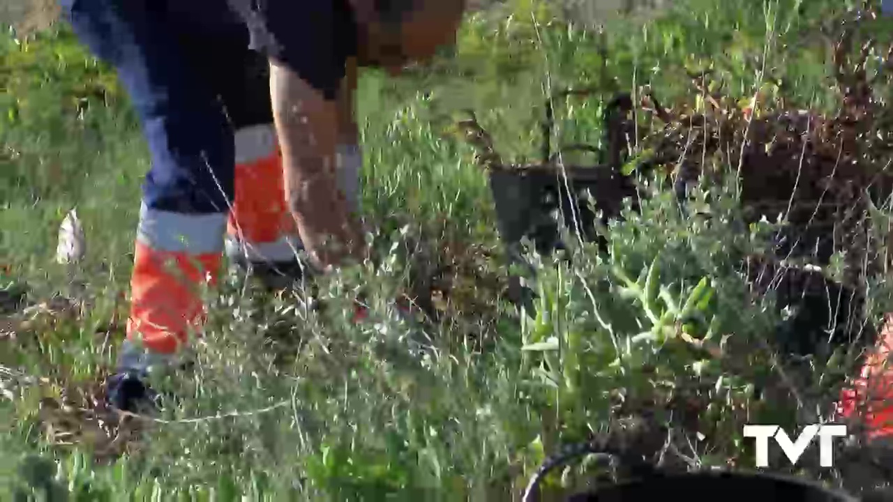 Imagen de Se elimina flora exótica invasora de Cabo Cervera para proteger la Jarilla Cabeza de Gato