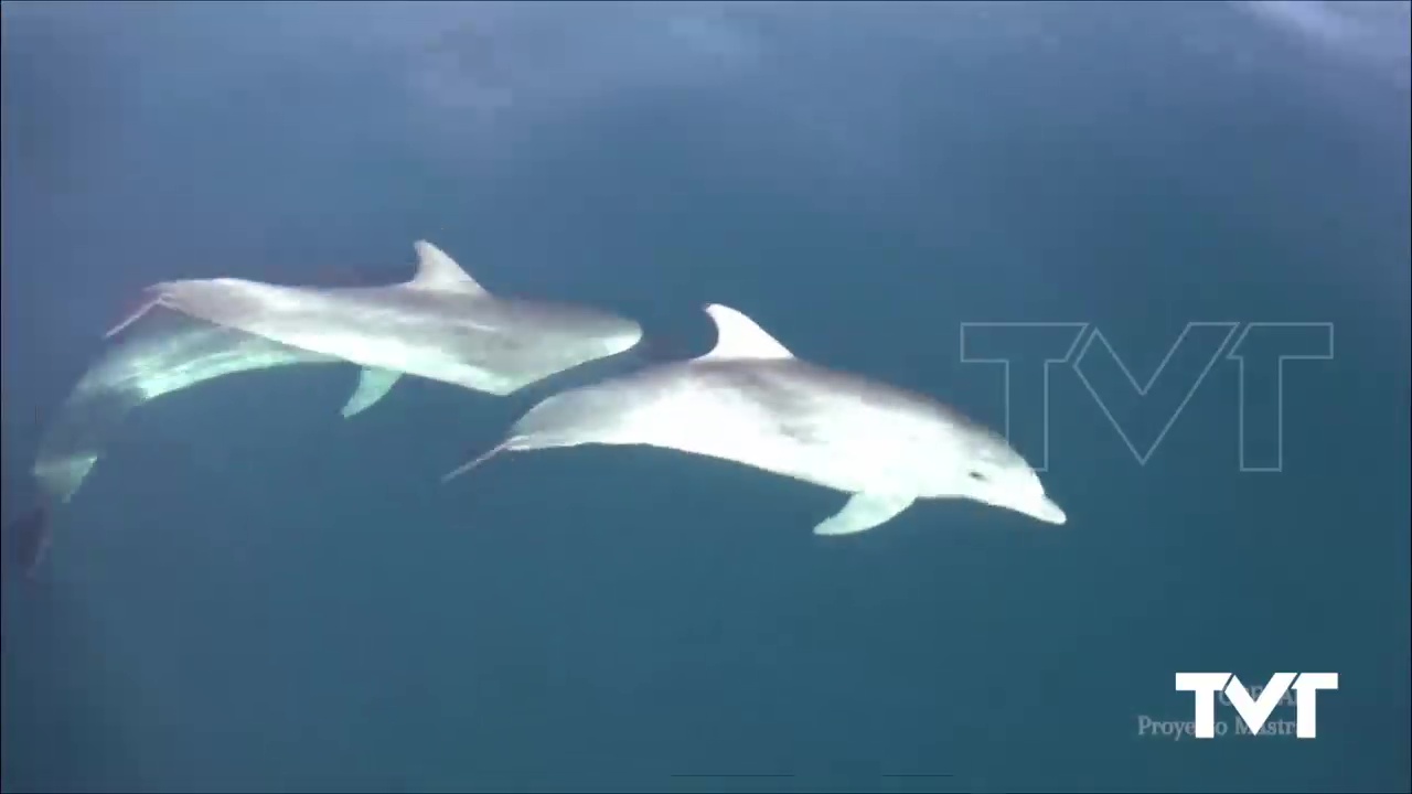 Imagen de La Navidad regala a Torrevieja un avistamiento espectacular de delfines mulares