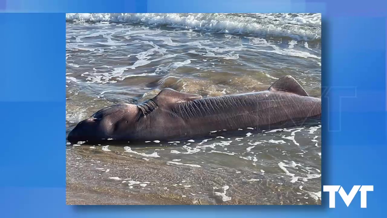 Imagen de Aparece en la playa de La Mata el cadáver de un tiburón