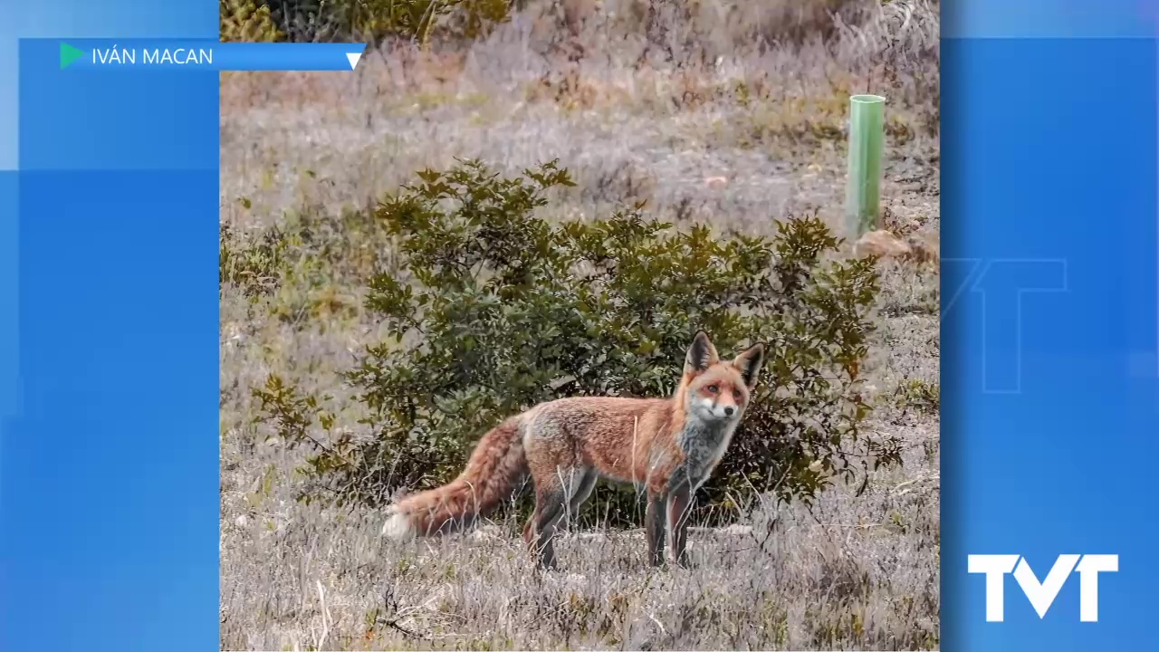 Imagen de Captado un zorro común en las inmediaciones del Parque Natural