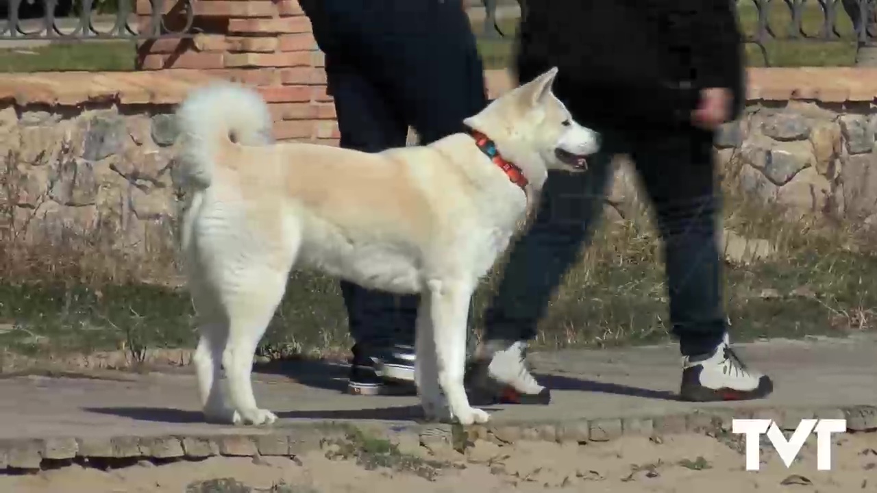 Imagen de Sueña Torrevieja apuesta por la creación de un censo genético canino