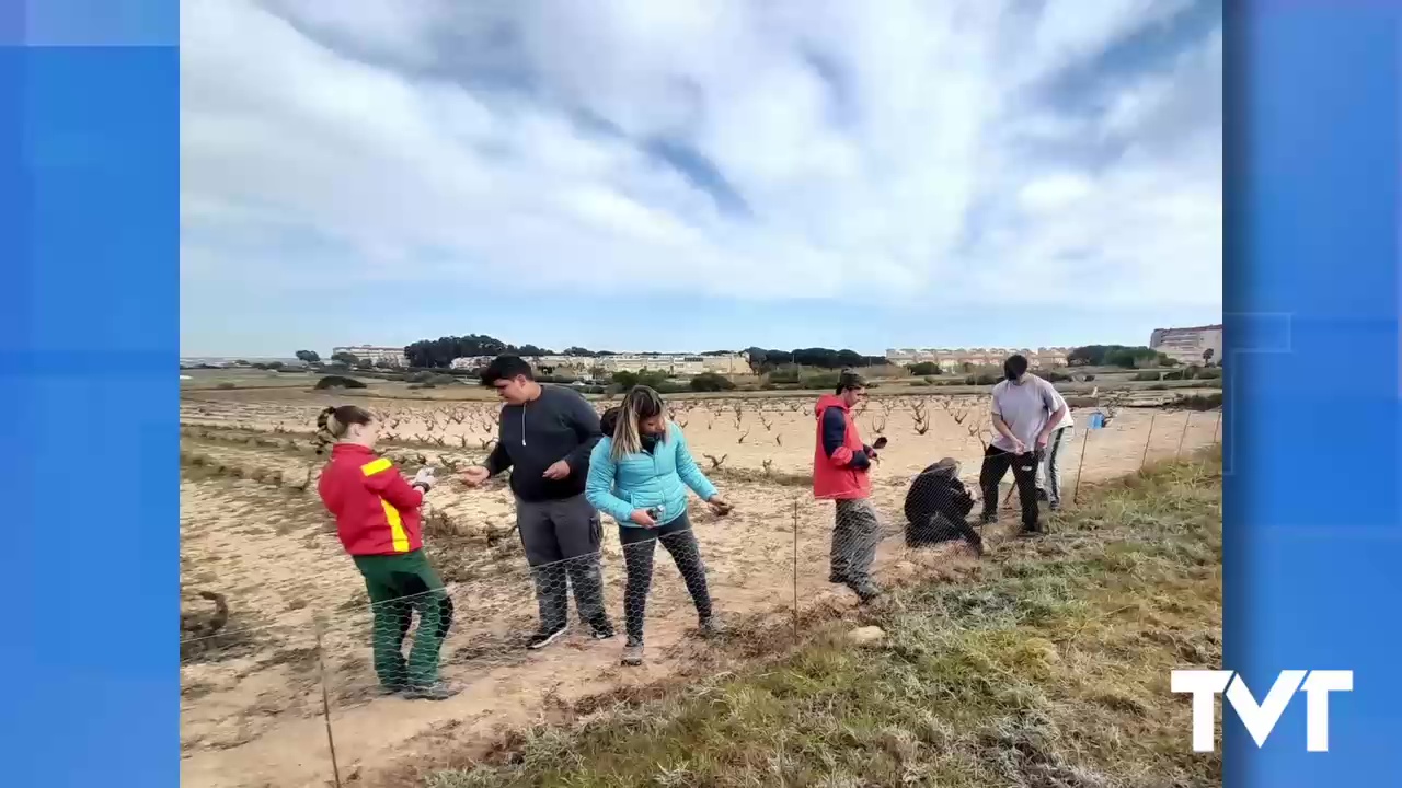 Imagen de Proyecto de conservación de la viticultura de La Mata con los alumnos del IES Mare Nostrum