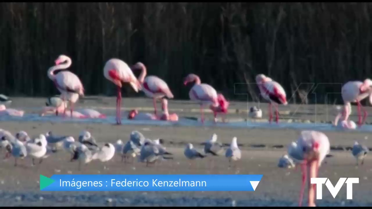 Imagen de Se establece en Torrevieja una pareja de flamencos enanos