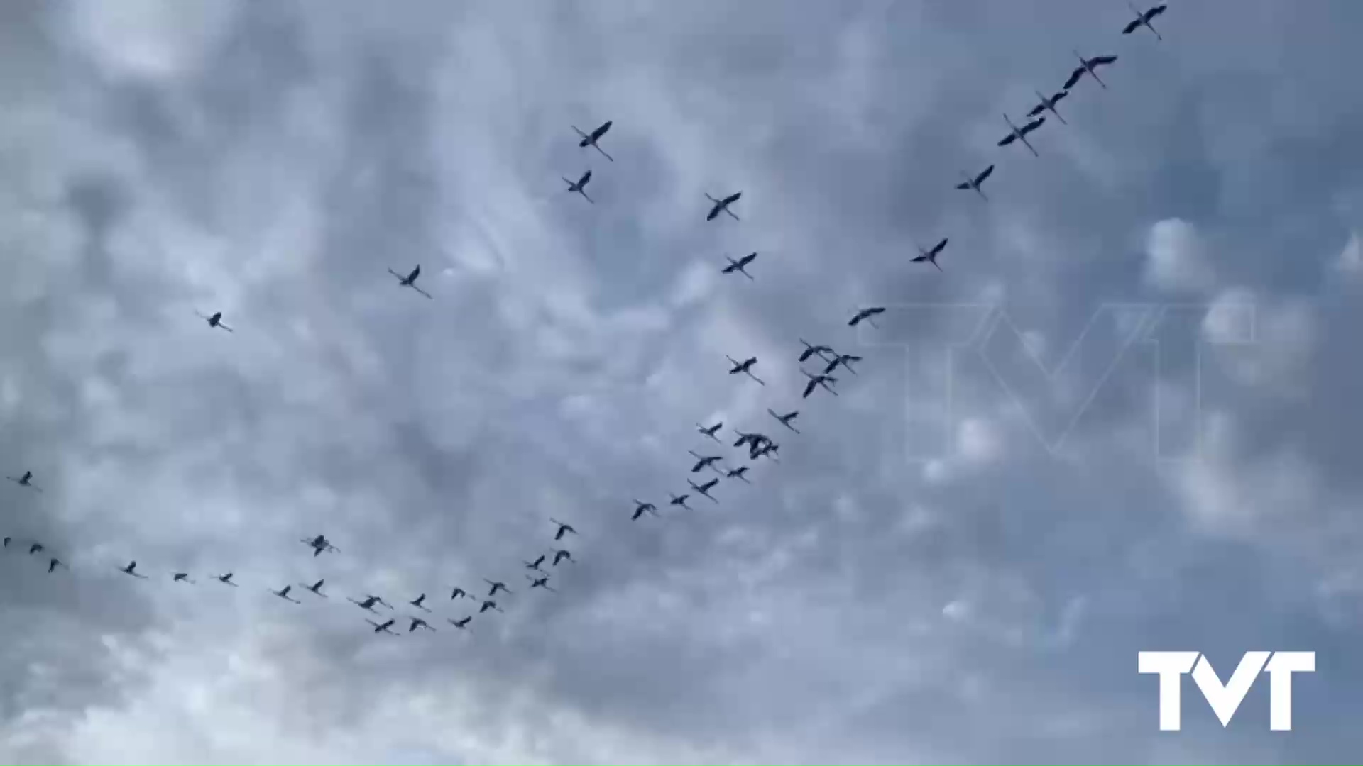 Imagen de Nuestros flamencos surcan el cielo de Torrevieja en grandes grupos