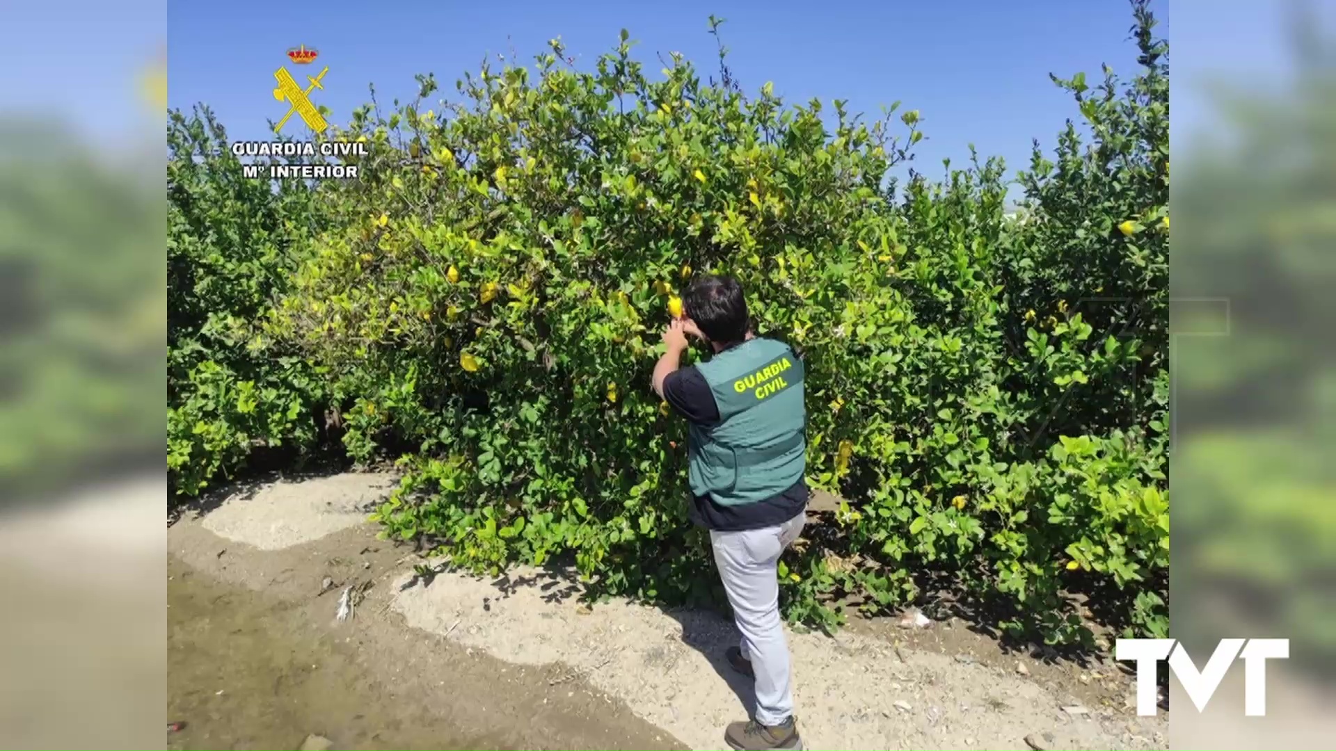 Imagen de El equipo Roca de la GC de Torrevieja desarticula una trama de compraventa de limones