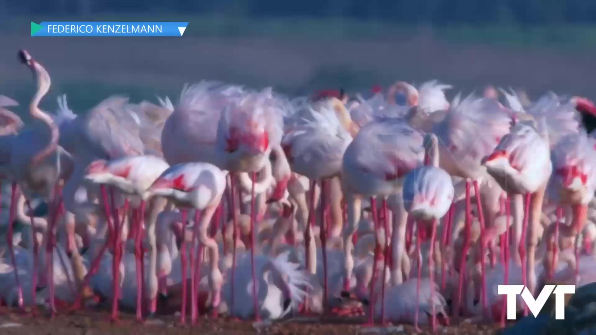 Imagen de Primeros pollos de flamenco y por 1ª vez un pollo de una pareja de flamenco enano