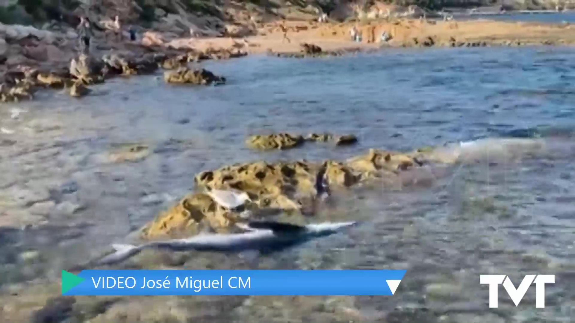 Imagen de El cadáver de la tintorera acaba en Cabo Roig