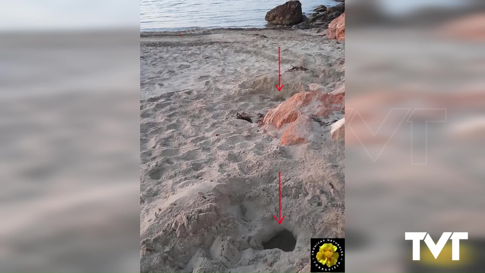 Imagen de Intento de nidificación de tortuga boba en Cala Capitán