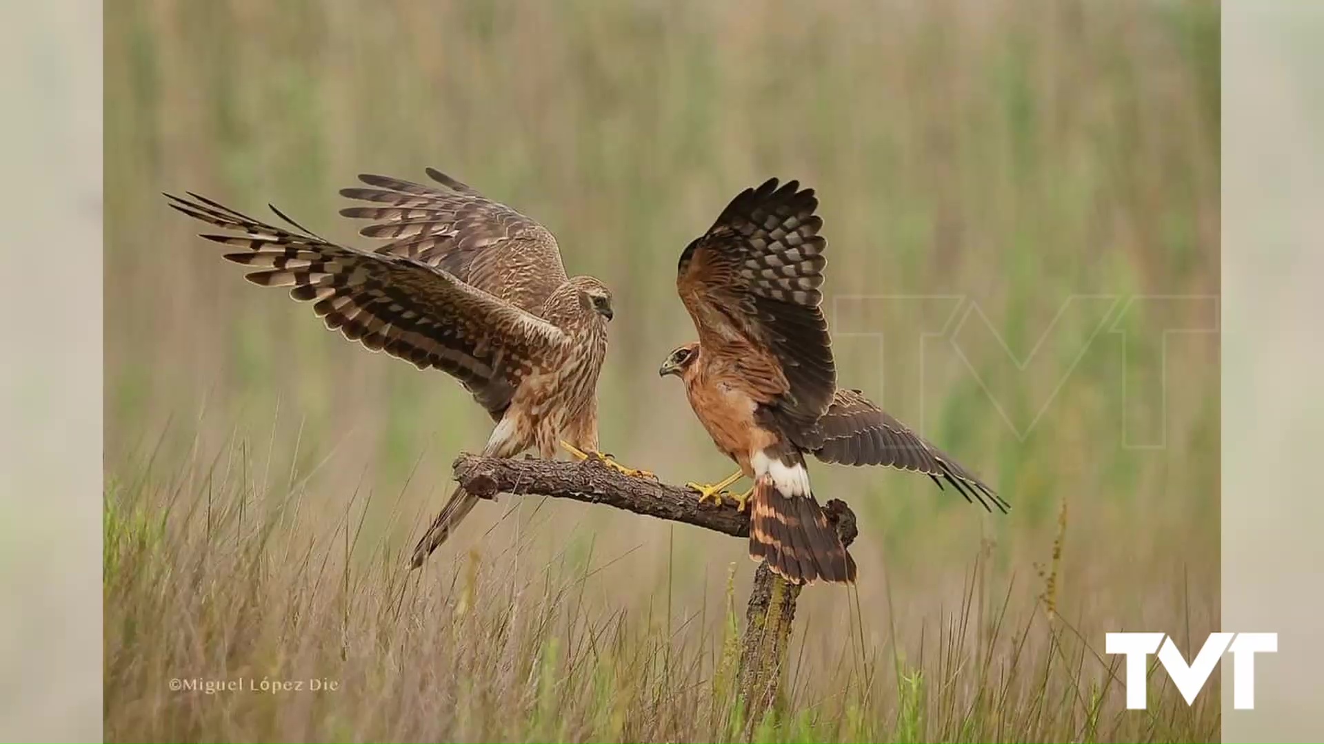 Imagen de Comienzan los primeros vuelos de pollos de aguilucho cenizo en el PN