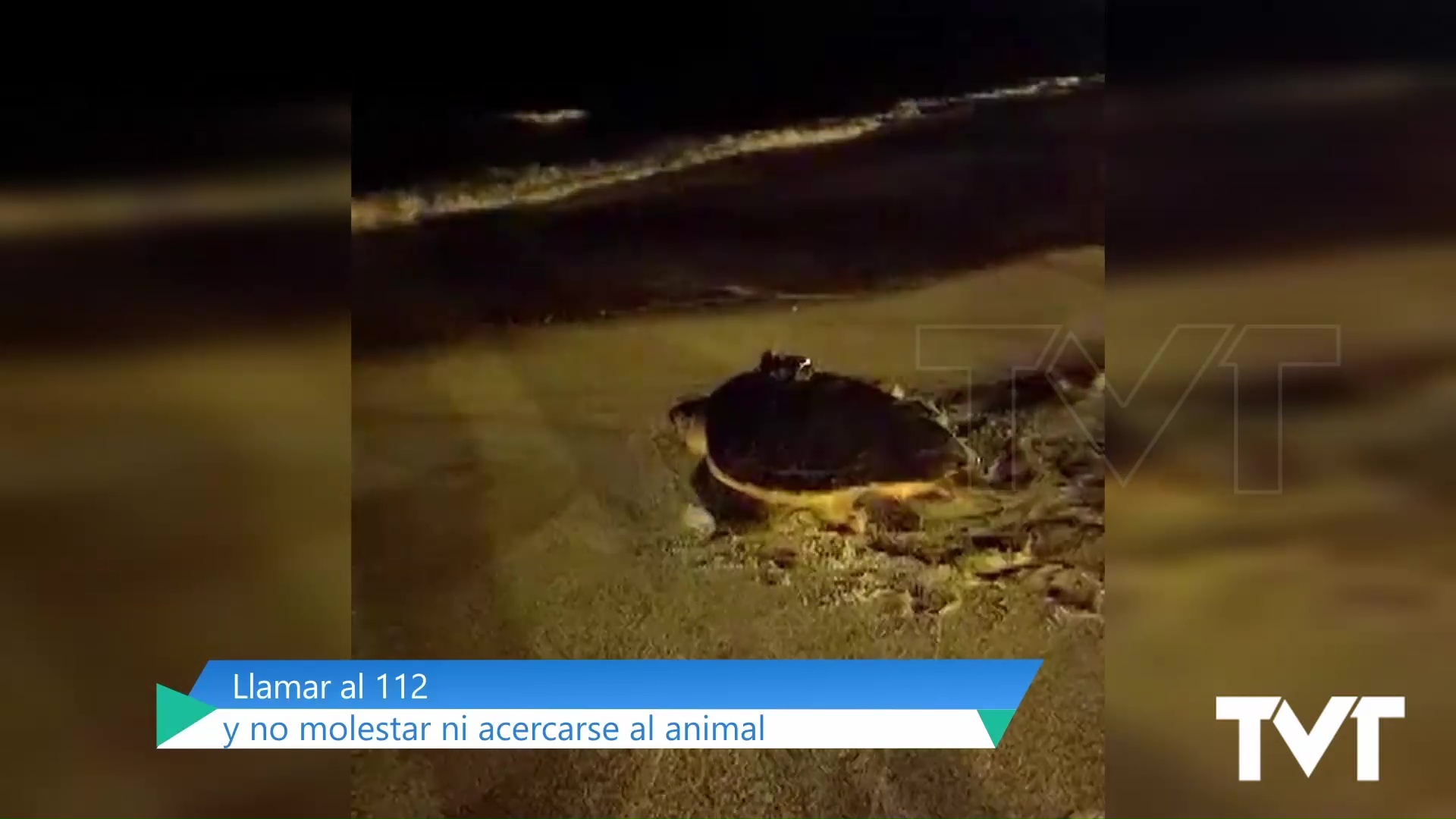 Imagen de Una tortuga boba intenta desovar en la Playa de los Locos de Torrevieja