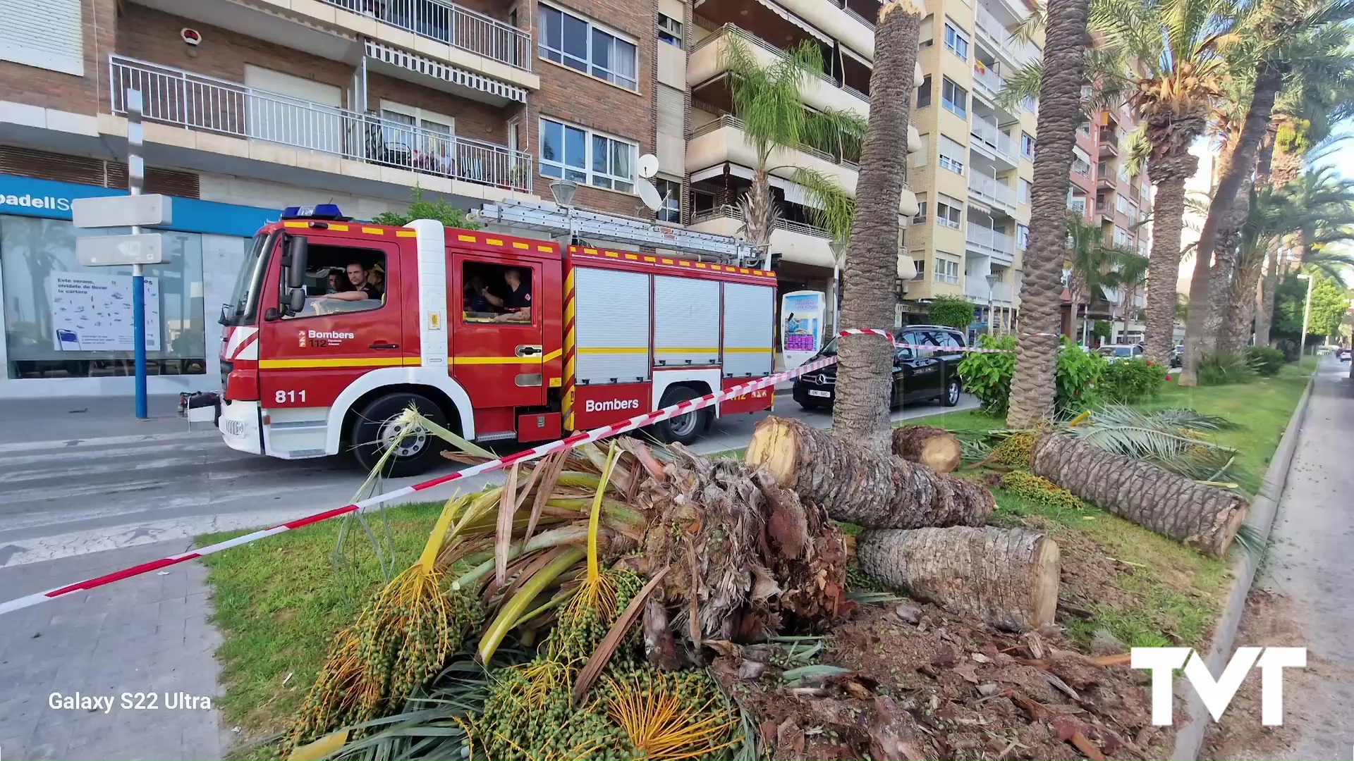 Imagen de Herida tras caer una palmera en el Paseo Vista Alegre