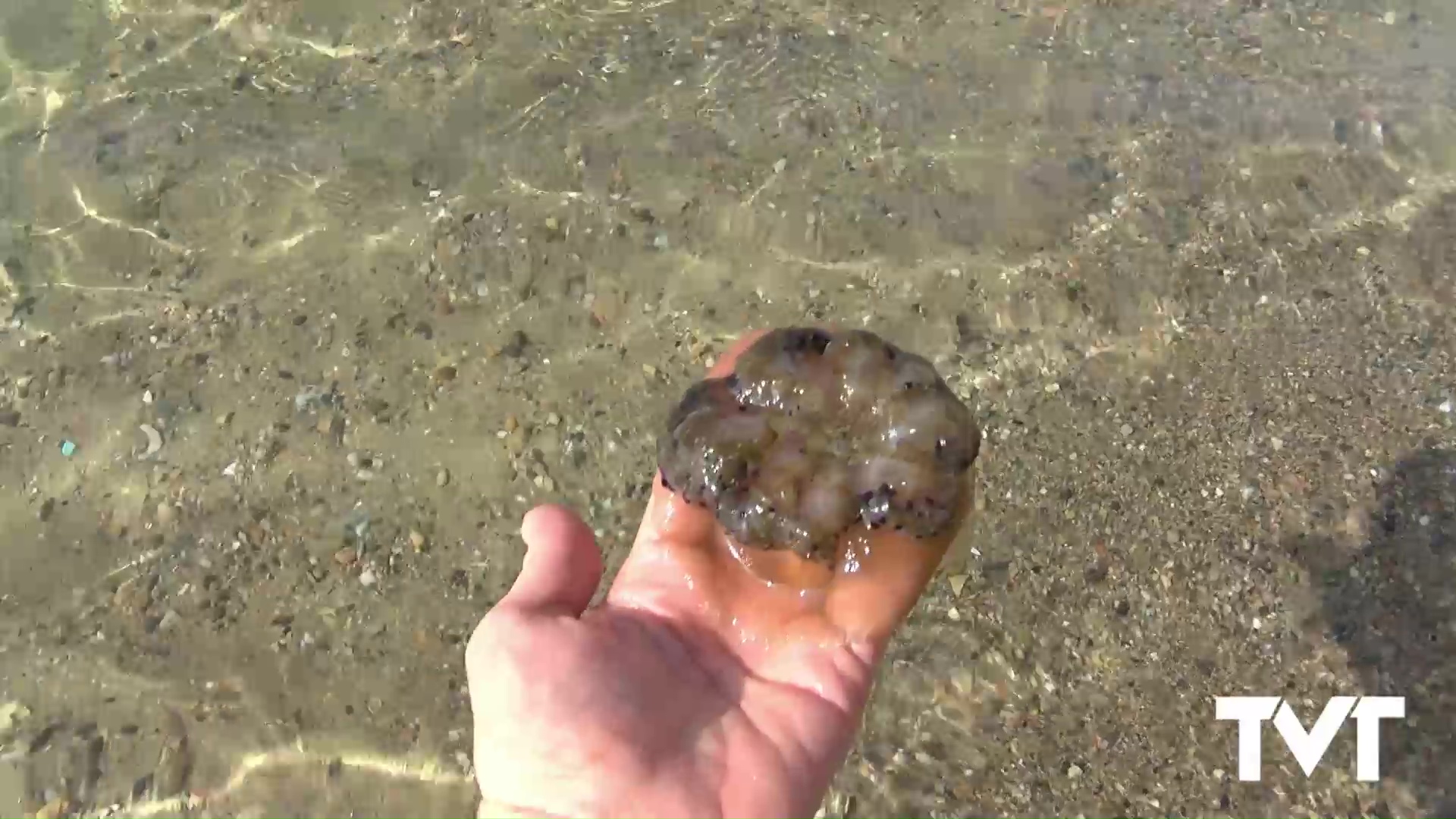Imagen de La medusa «huevo frito» invade la playa del Acequión de Torrevieja
