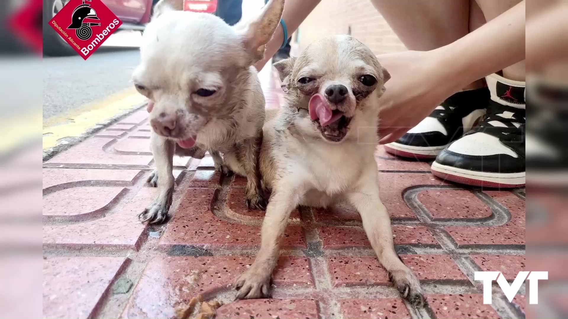 Imagen de Los bomberos logran rescatar a dos chihuahuas del interior de una vivienda en llamas