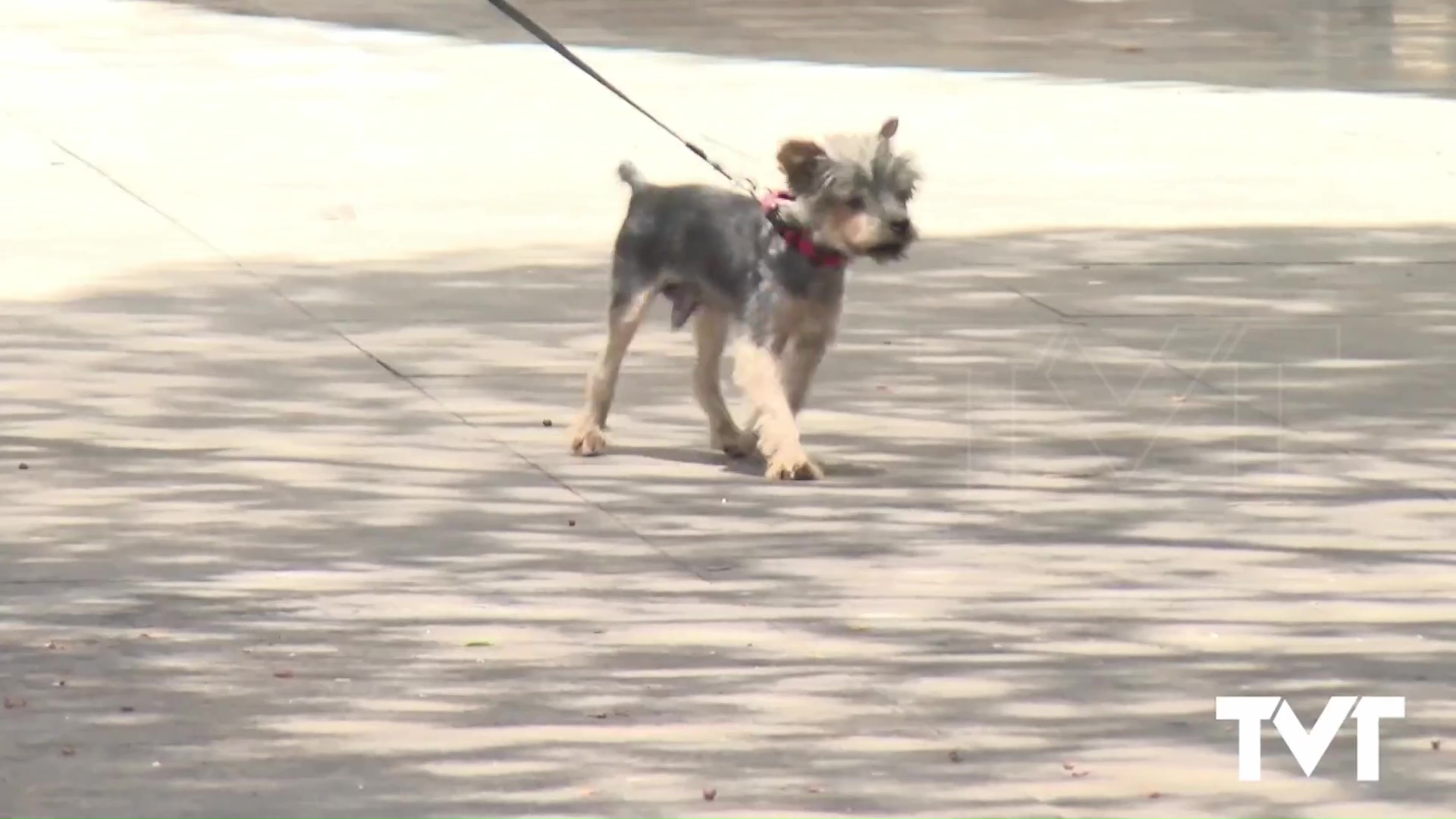 Imagen de Cuidado con los golpes de calor en nuestras mascotas. Pueden resultar fatales