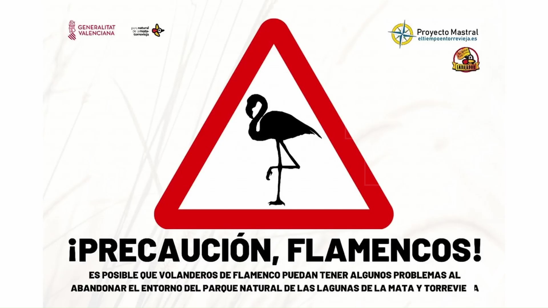 Imagen de Se pide precaución a los conductores ante la presencia de flamencos cerca de la laguna de Torrevieja