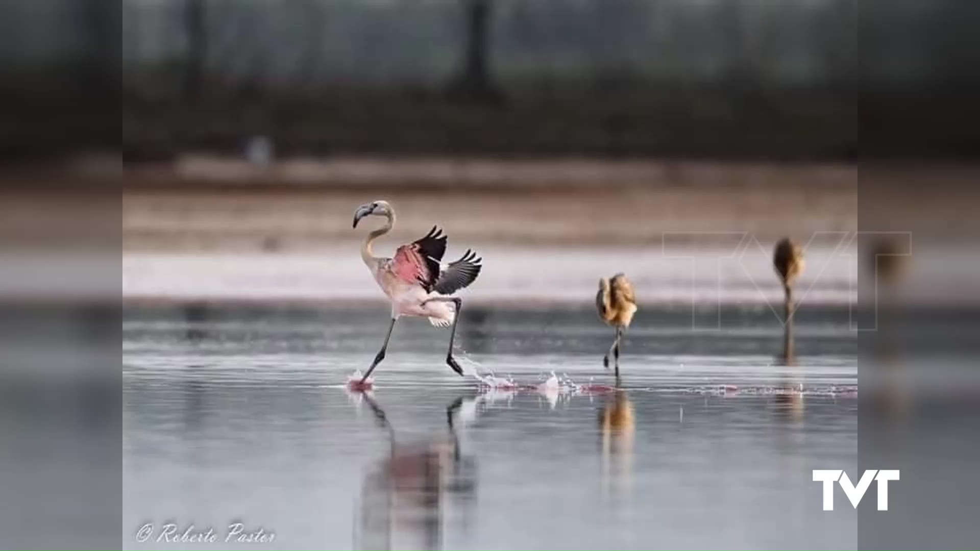 Imagen de Los flamencos comienzan con sus primeros vuelos