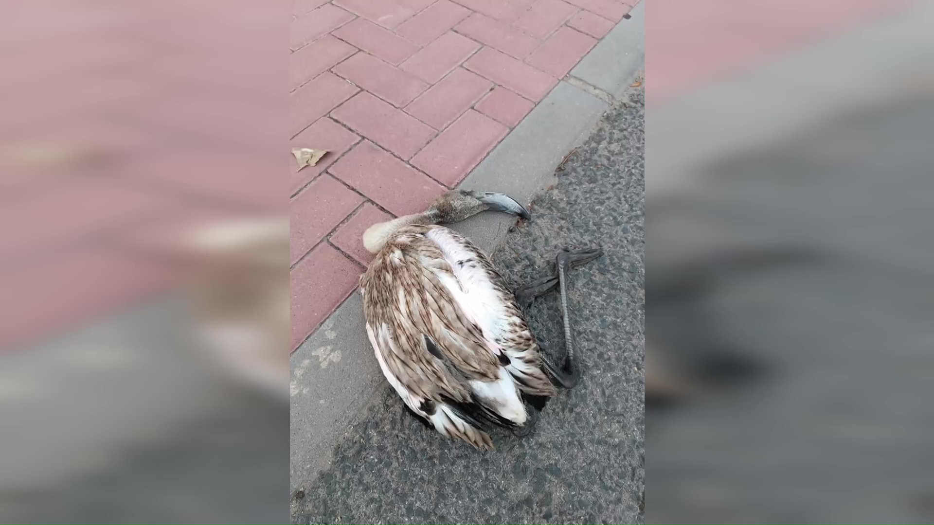 Imagen de Un ejemplar joven de flamenco, atropellado en la avenida Urbano Arregui