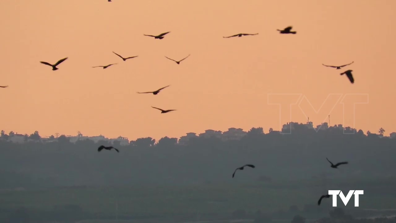 Imagen de Faunatura investiga las zonas de mayor importancia para el aguilucho cenizo en el entorno del Parque Natural