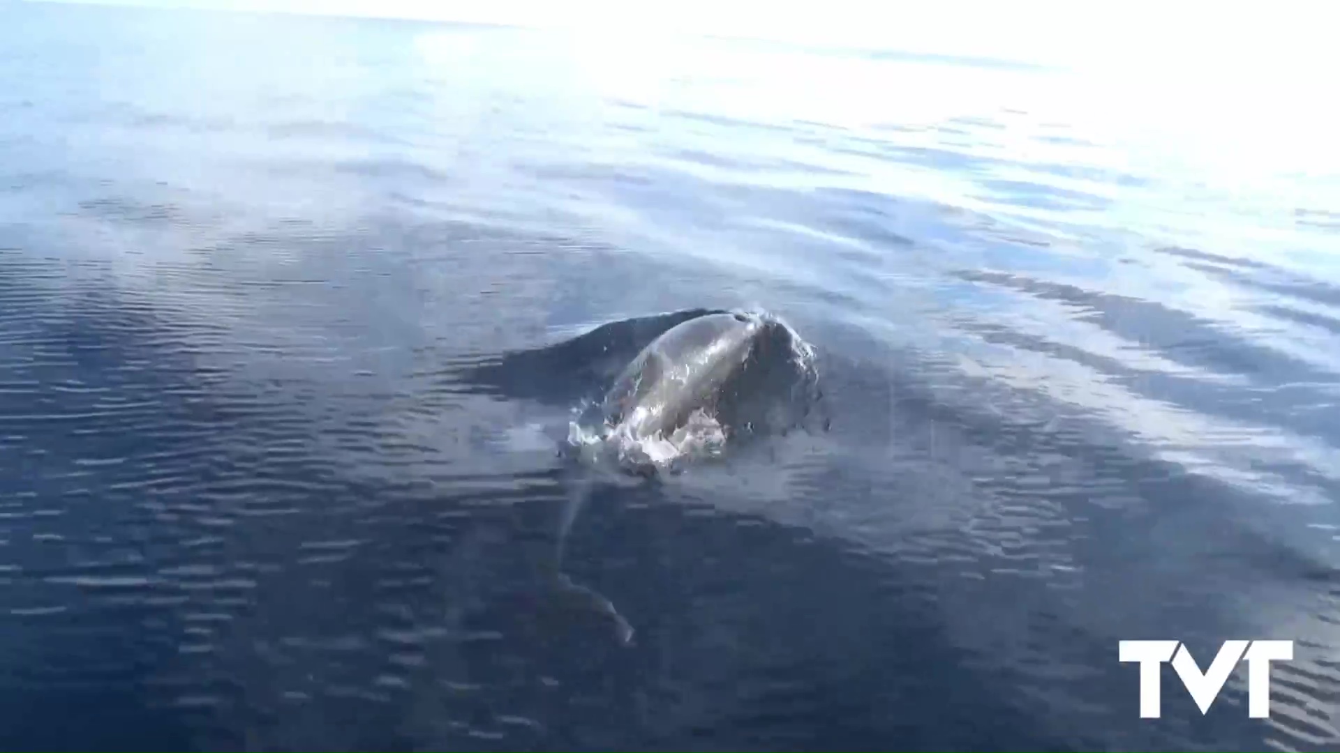 Imagen de Un grupo de delfines recibe a la Navidad divirtiéndose en aguas torrevejenses 