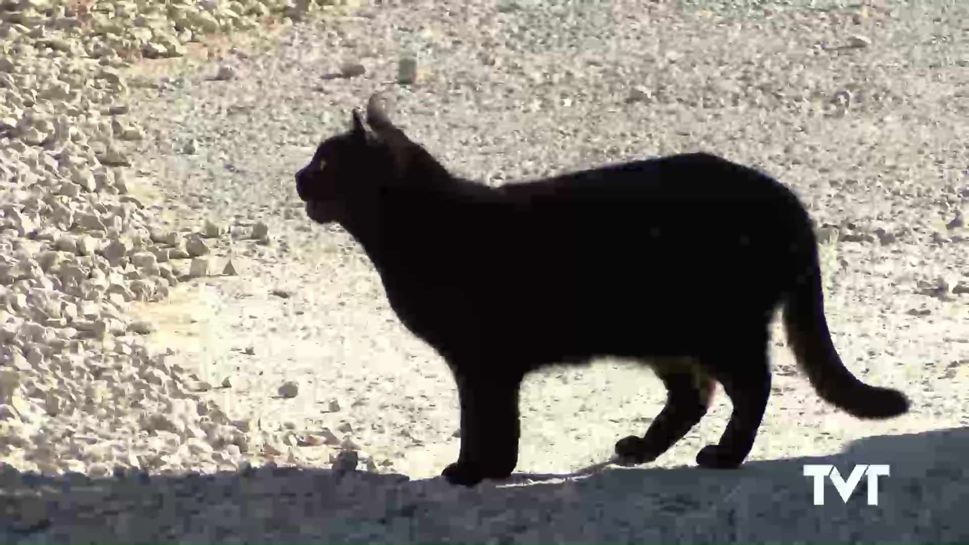 Imagen de El 12 de enero se celebra una jornada de conocimiento sobre la nueva ley de Bienestar Animal