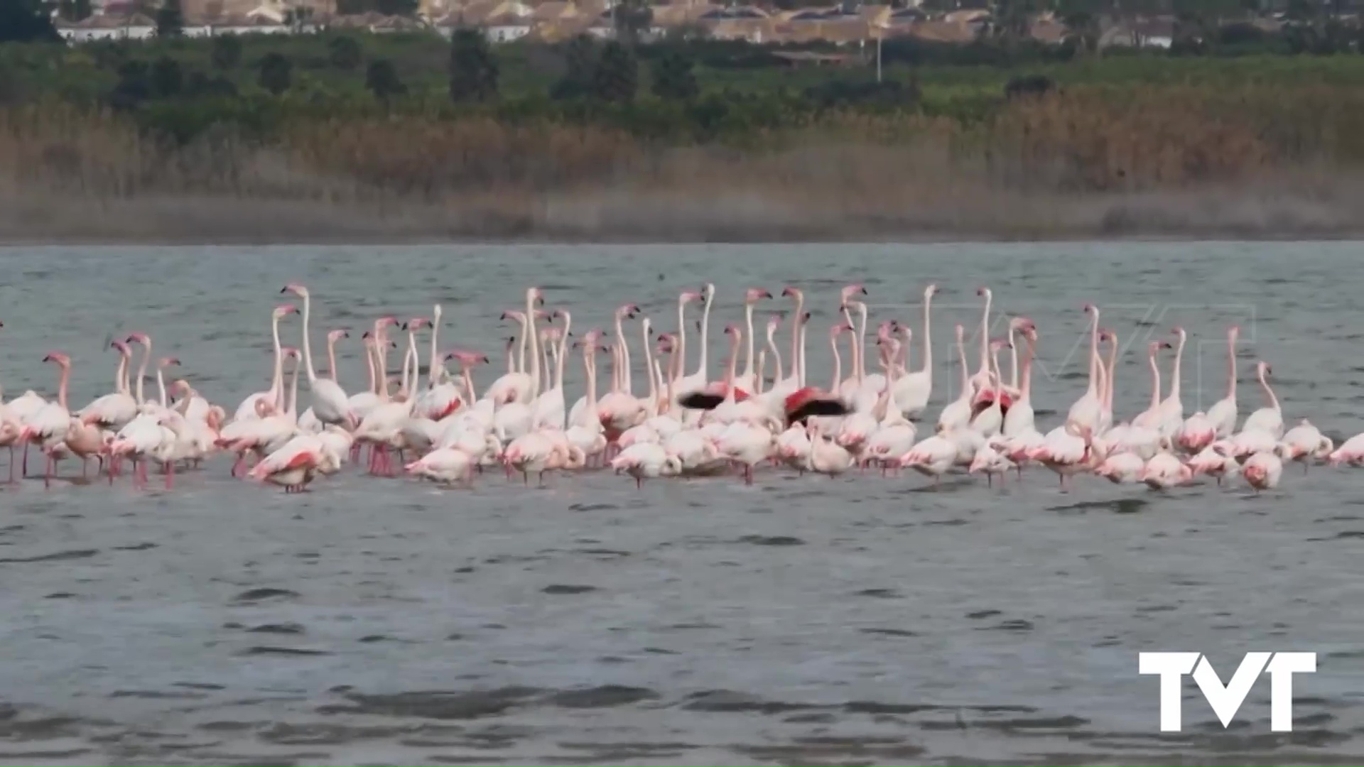 Imagen de Comienza el cortejo de los flamencos en el parque natural de las Lagunas de La Mata y Torrevieja 