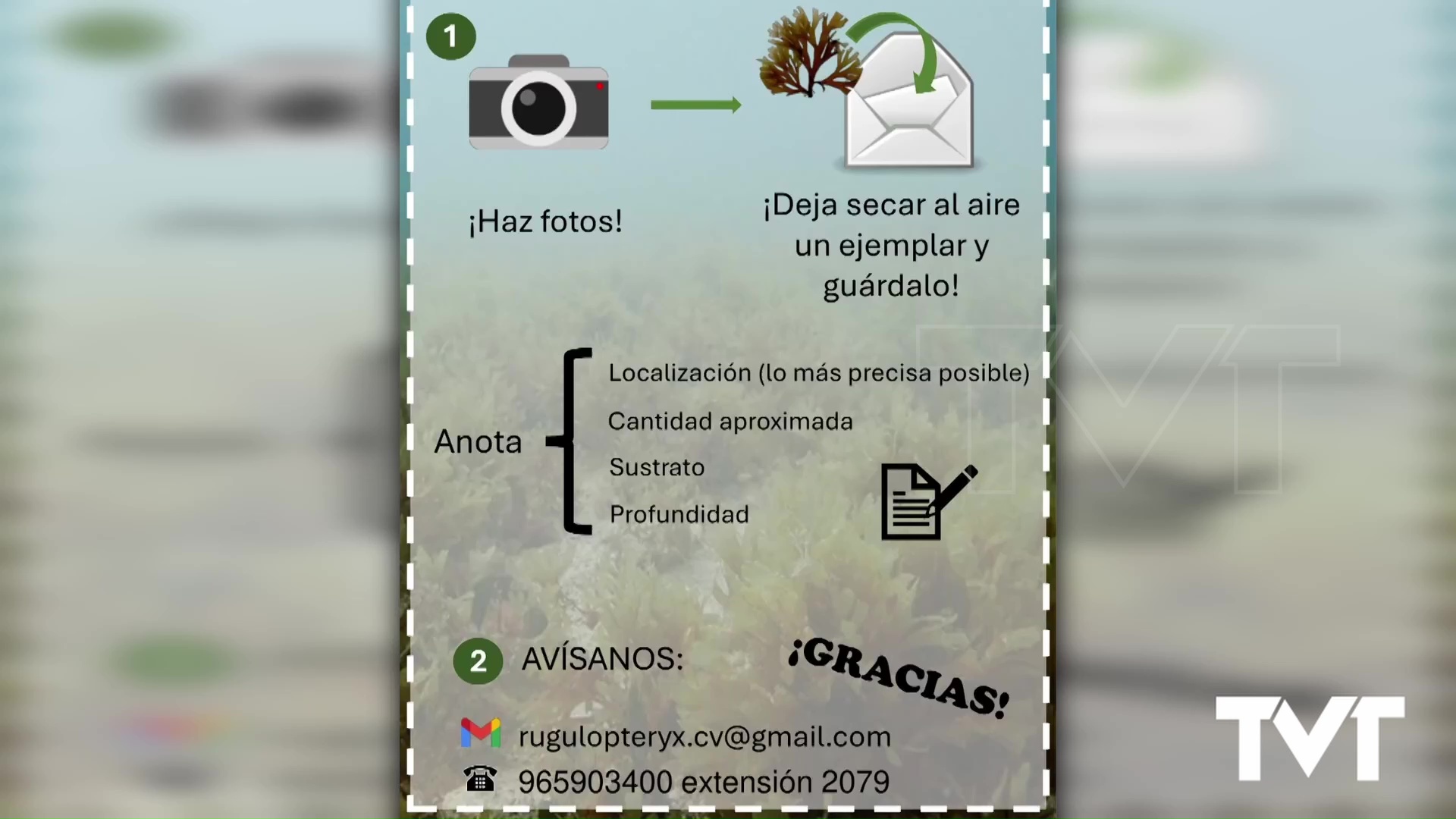 Imagen de Protocolo en caso de detectar el alga asiática invasora 