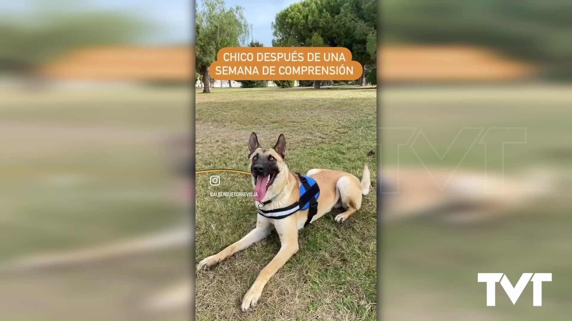 Imagen de La historia de «Chico» convertido en fiel compañero de viaje 