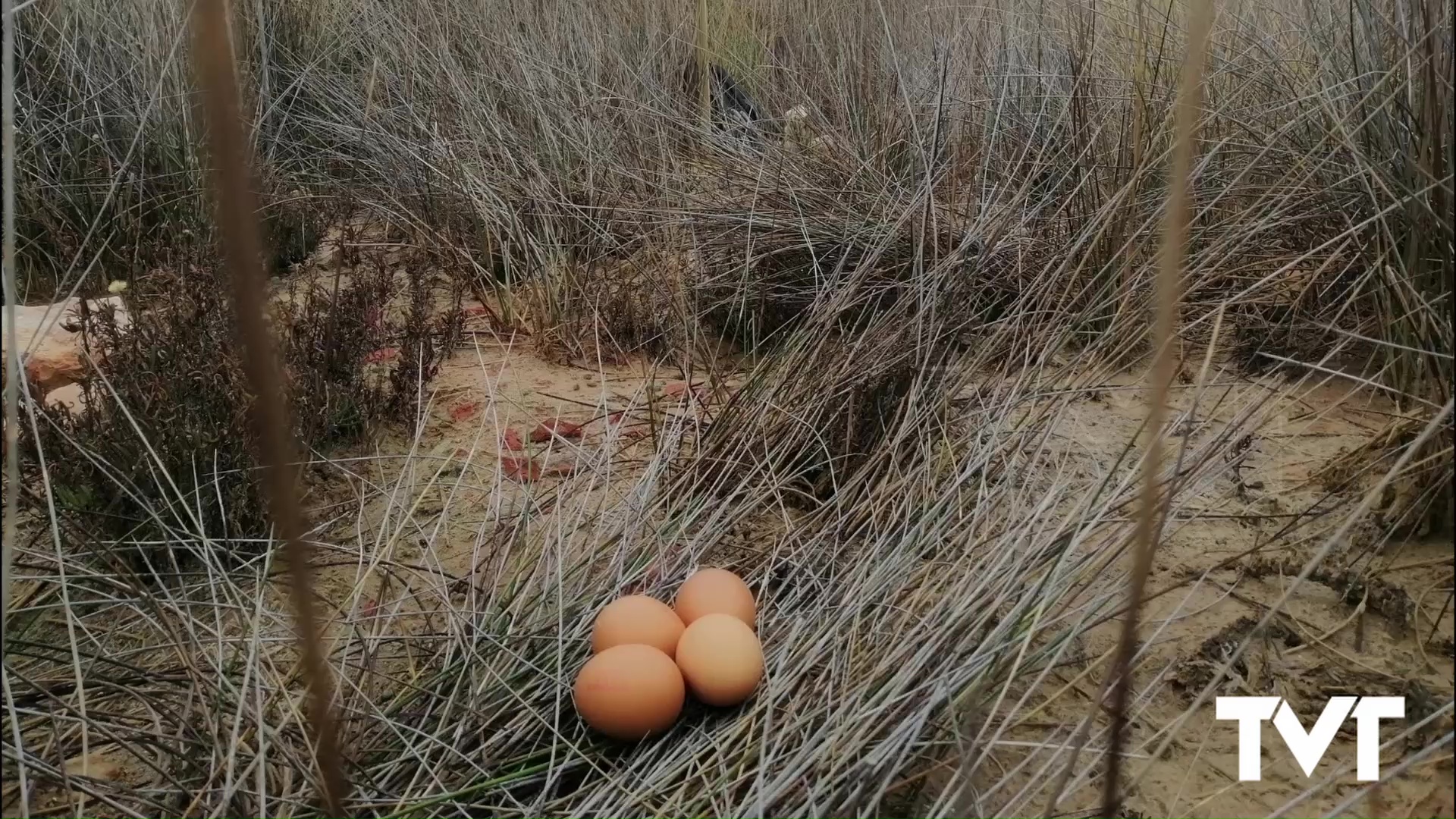 Imagen de Faunatura inicia un curioso experimento en el Parque Natural con la colocación de falsos nidos