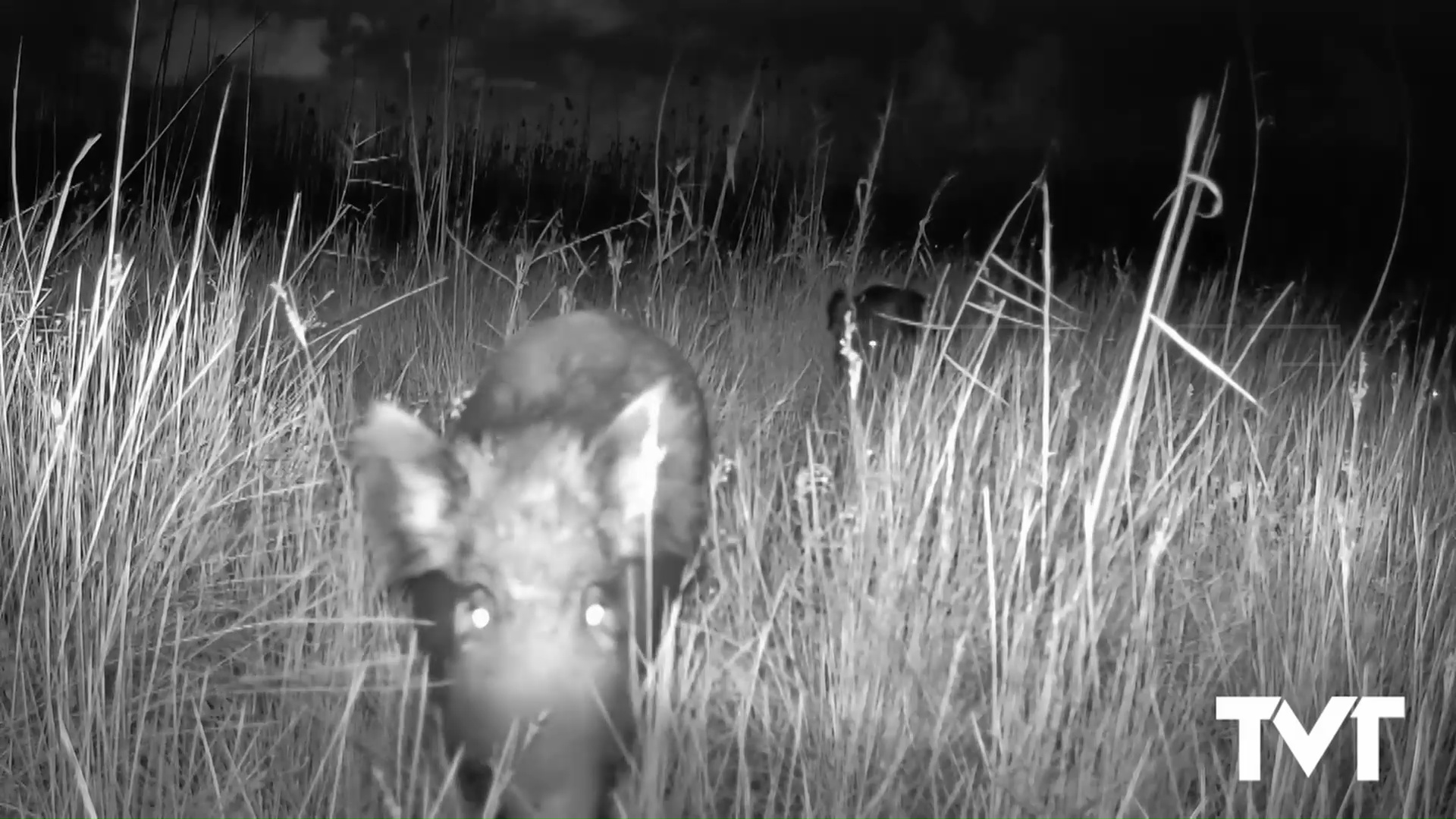 Imagen de Faunatura demuestra la existencia de jabalíes en nuestro parque natural 