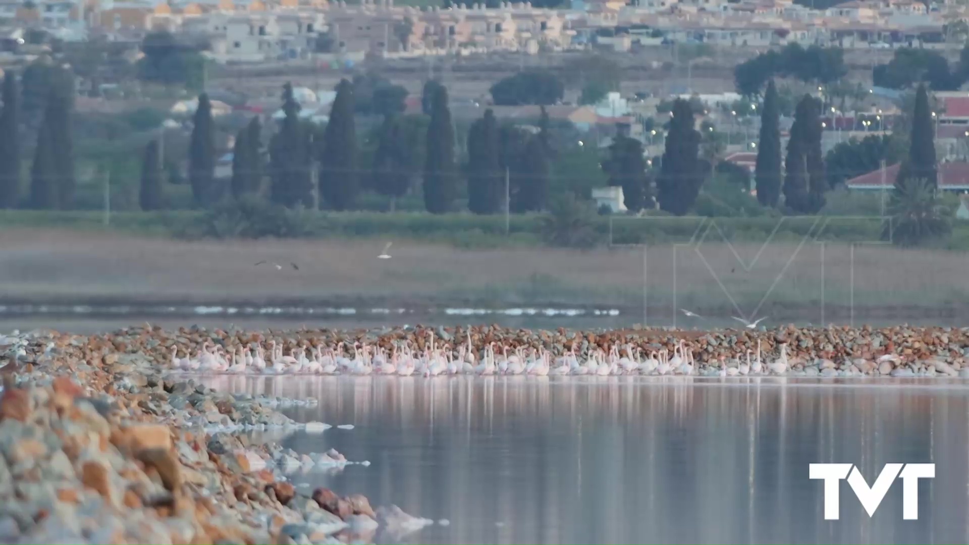 Imagen de Bella estampa de nuestros flamencos captados al amanecer por el profesional Federico Kenzelmann 